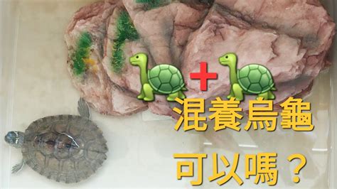 烏龜 魚|可以跟魚類混養的烏龜有哪幾種？